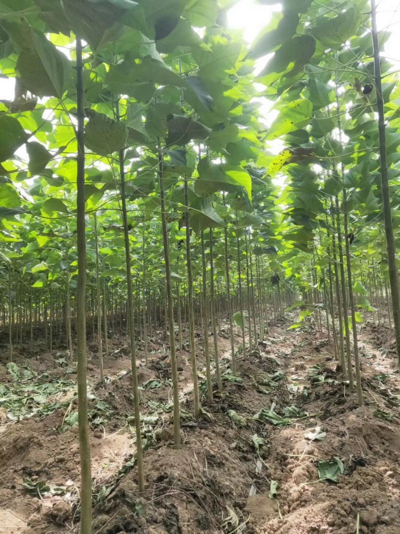 楸树根苗楸树清地中低于市场价基地直供拍装车视频