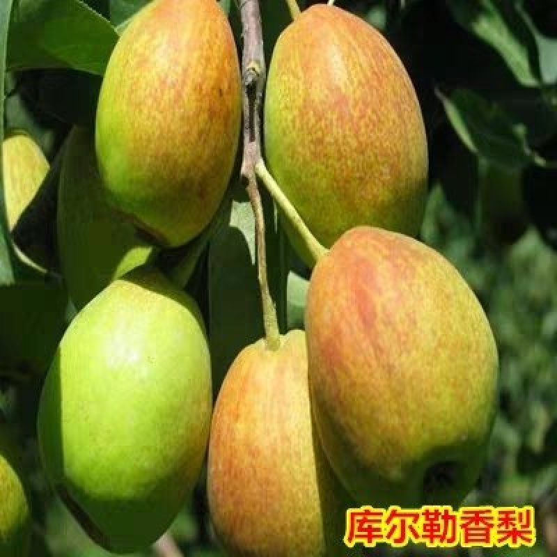 梨树树苗嫁接梨苗地栽盆栽庭院阳台南北方种植当年结果梨苗，
