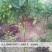 梨树树苗嫁接梨苗地栽盆栽庭院阳台南北方种植当年结果梨苗，