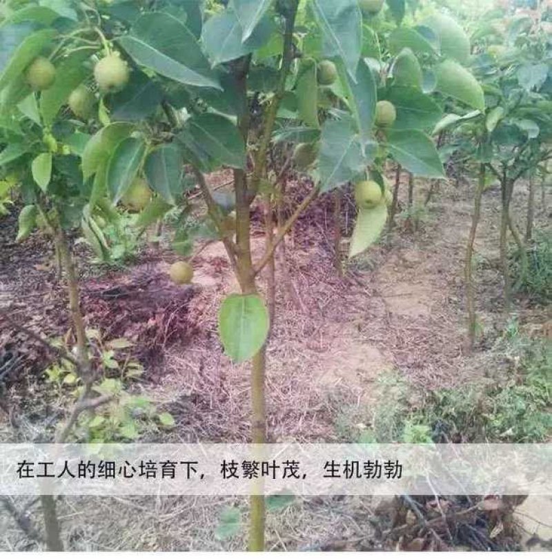 梨树树苗嫁接梨苗地栽盆栽庭院阳台南北方种植当年结果梨苗，