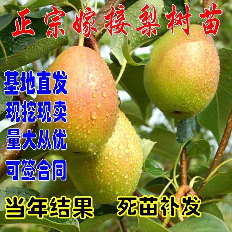 梨树树苗嫁接梨苗地栽盆栽庭院阳台南北方种植当年结果梨苗，
