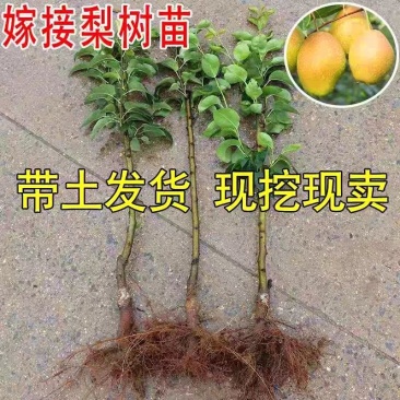 梨树树苗嫁接梨苗地栽盆栽庭院阳台南北方种植当年结果梨苗，