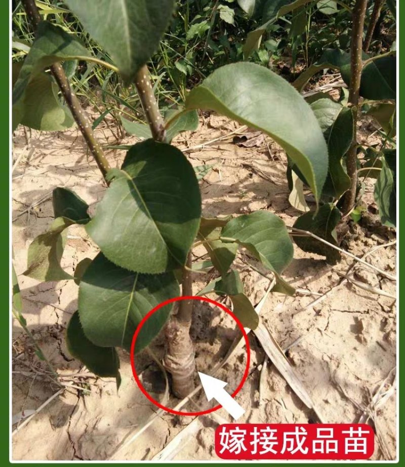梨树树苗嫁接梨苗地栽盆栽庭院阳台南北方种植当年结果梨苗，