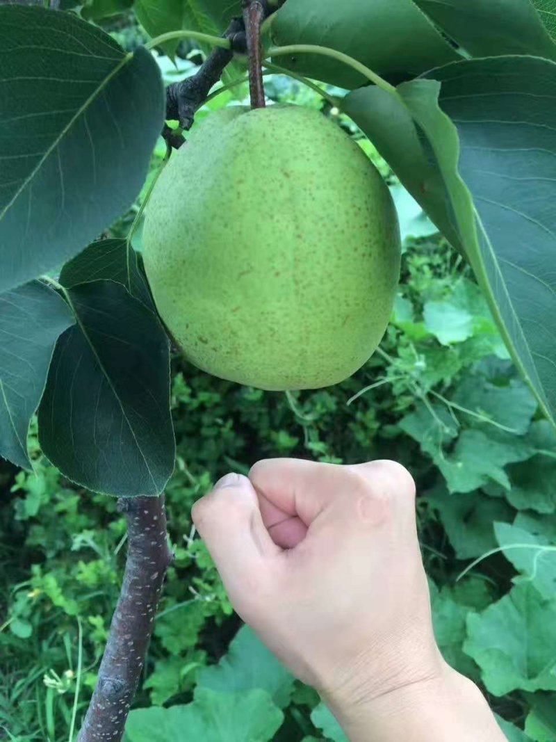 梨树树苗嫁接梨苗地栽盆栽庭院阳台南北方种植当年结果梨苗，