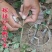 梨树树苗嫁接梨苗地栽盆栽庭院阳台南北方种植当年结果梨苗，