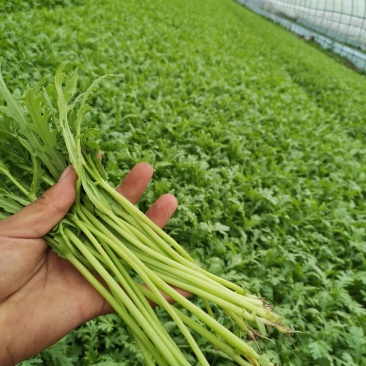 精品茼蒿，各家都说各家好，不如来这瞧一瞧