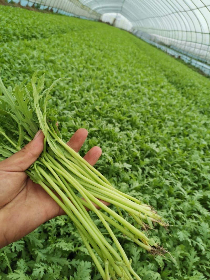精品茼蒿，各家都说各家好，不如来这瞧一瞧