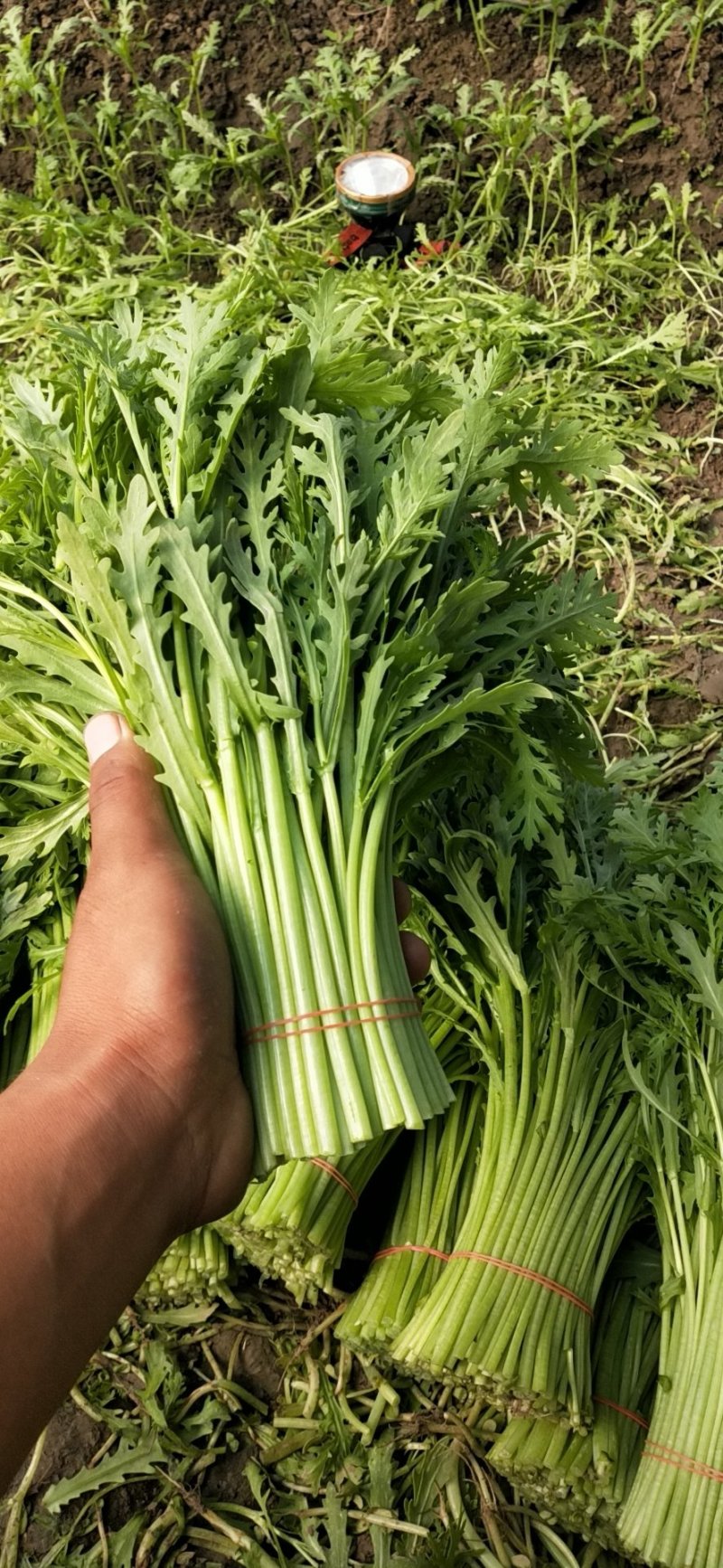精品茼蒿，各家都说各家好，不如来这瞧一瞧