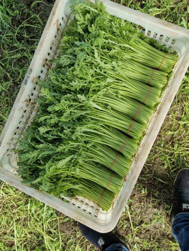 精品茼蒿，各家都说各家好，不如来这瞧一瞧