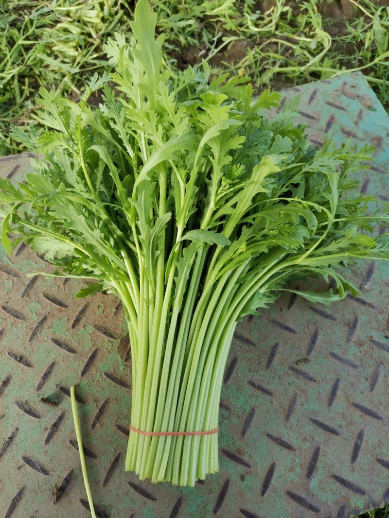 精品茼蒿，各家都说各家好，不如来这瞧一瞧