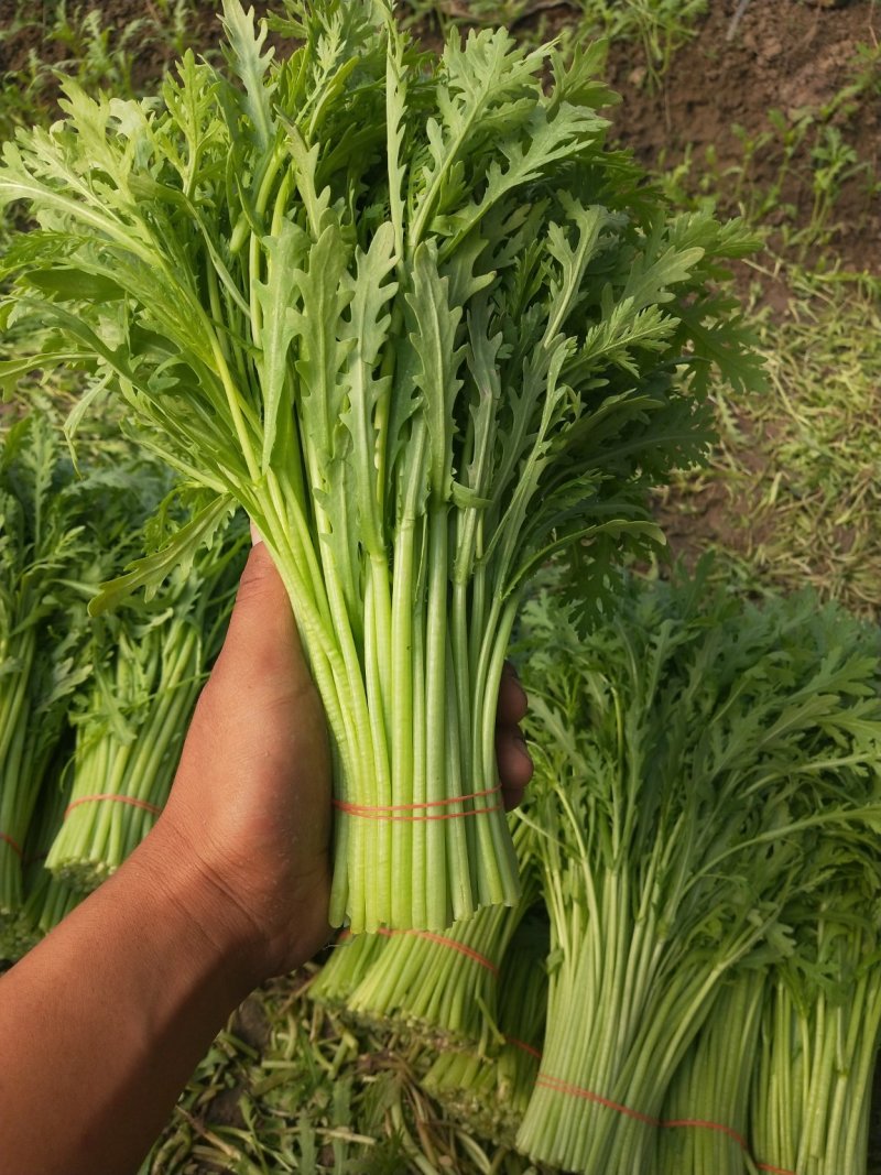精品茼蒿，各家都说各家好，不如来这瞧一瞧