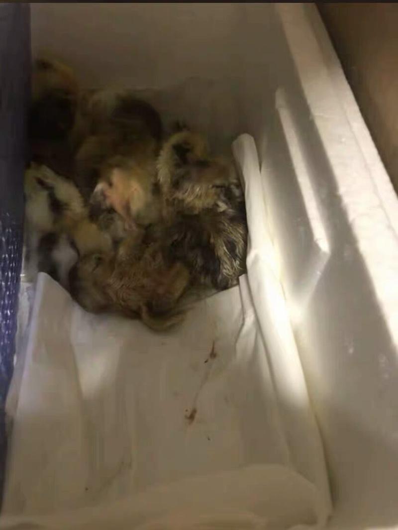 新伟达水床孵化机全自动小型家用型孔雀孵蛋器鸭鹅鸽子小鸡孵