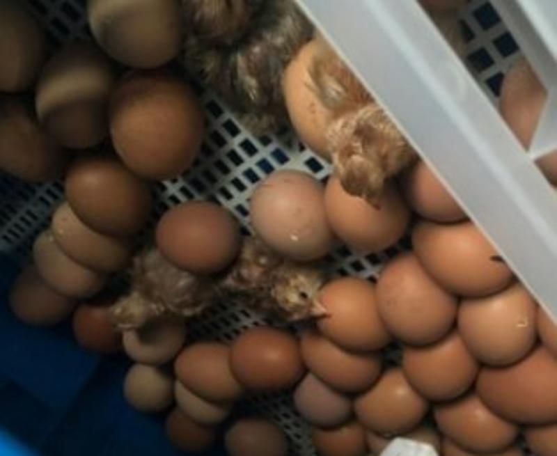 新伟达水床孵化机全自动小型家用型孔雀孵蛋器鸭鹅鸽子小鸡孵