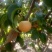 蜜梨