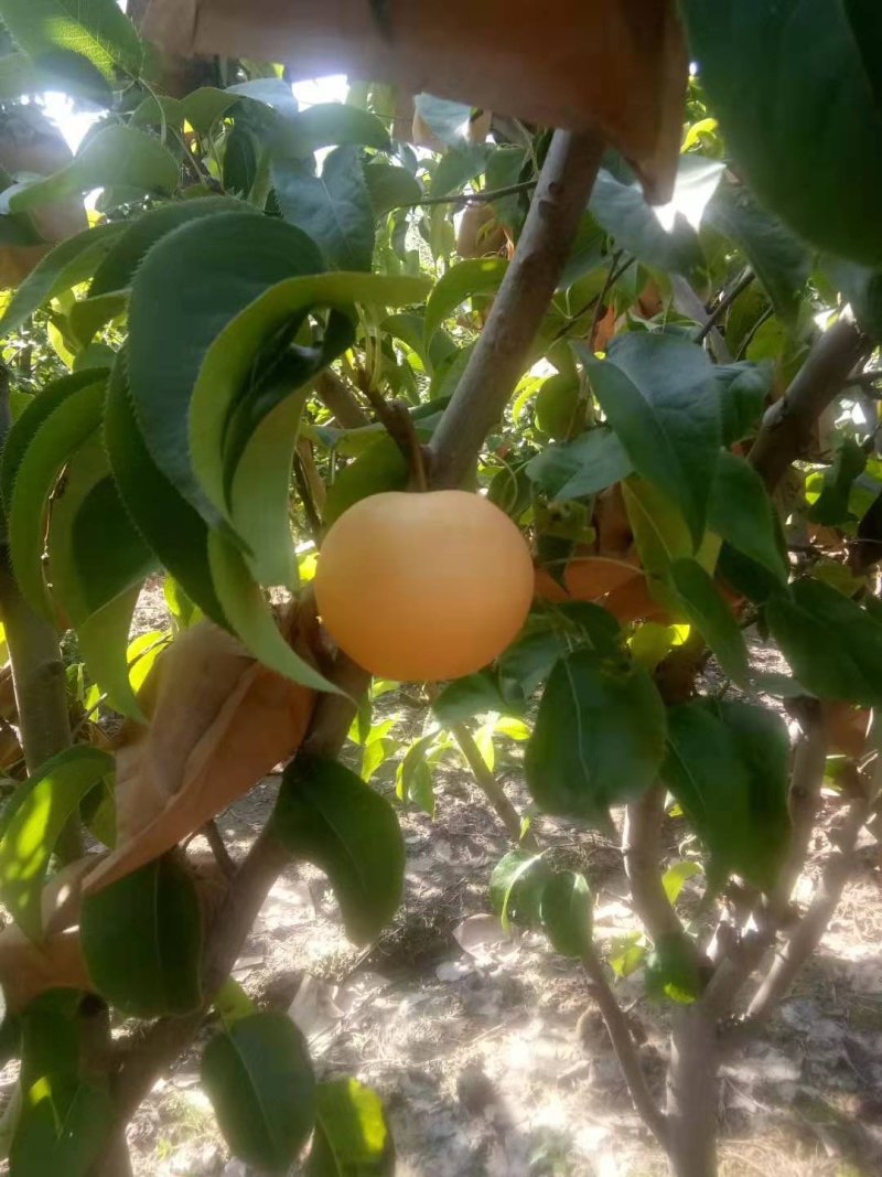 蜜梨