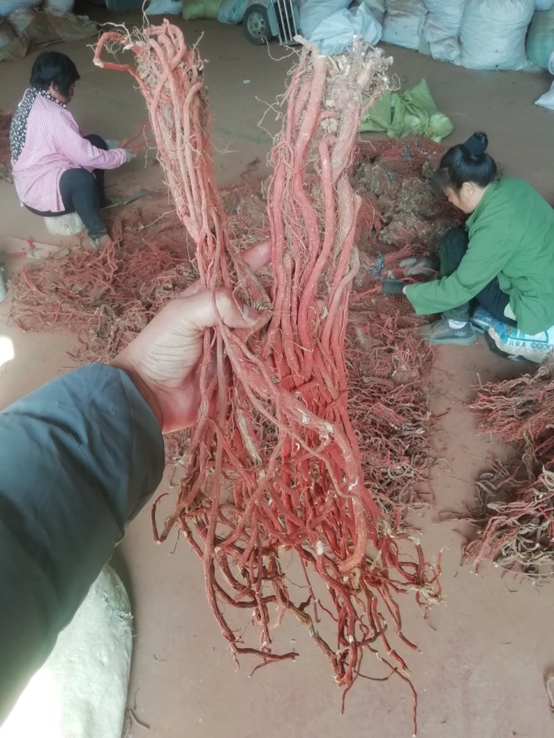 山东丹参精品(包含量)常年大量供应山东道地各种中药材
