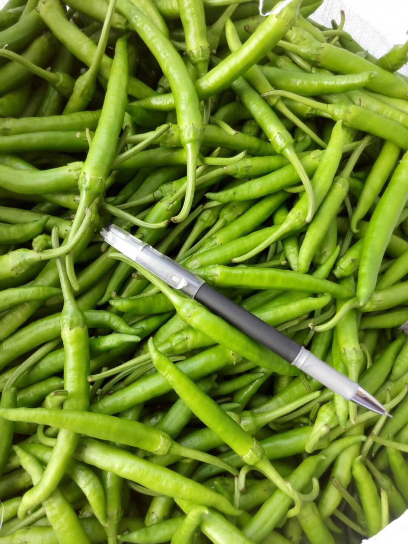 鸡爪椒，小杭椒