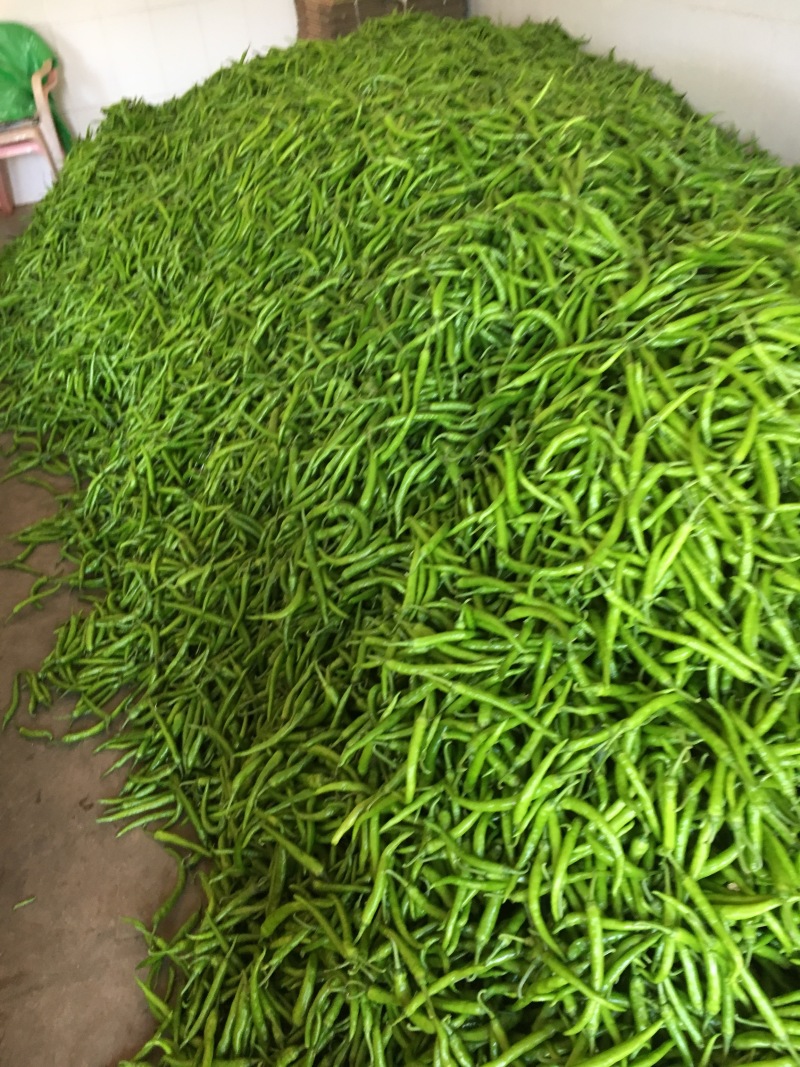 鸡爪椒，小杭椒