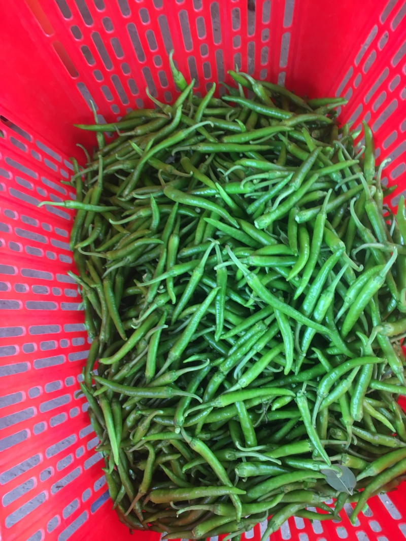 鸡爪椒，小杭椒