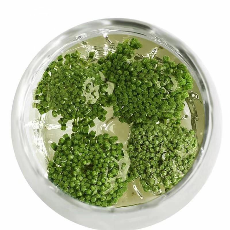 三七花云南文山三七花茶正品田七花茶正宗三七花米四年
