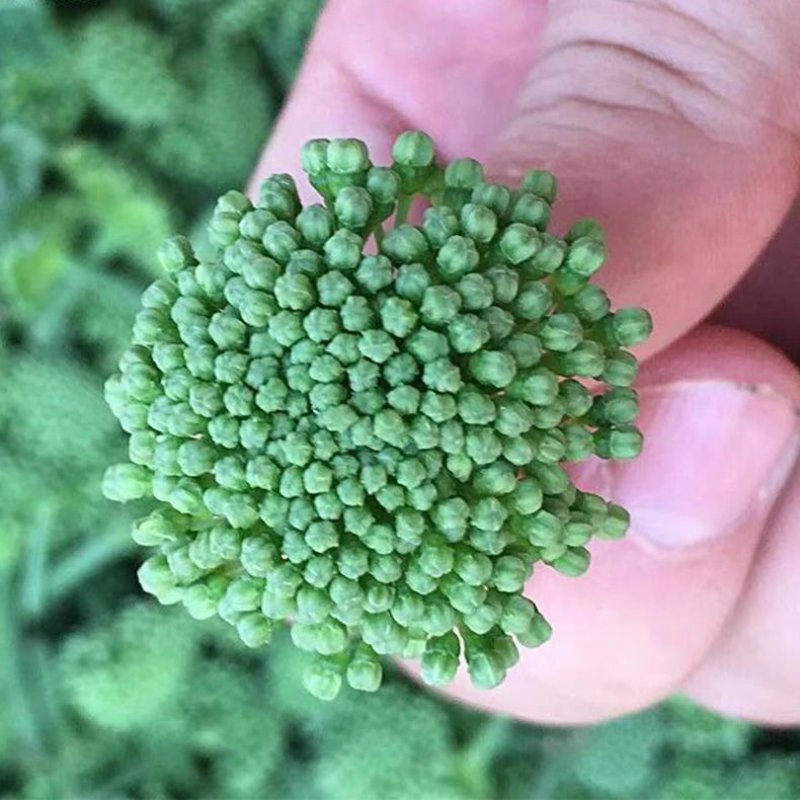 三七花云南文山三七花茶正品田七花茶正宗三七花米四年