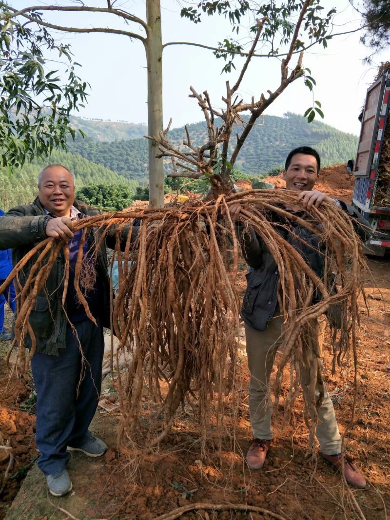 【改良高产】牛大力苗根系发达长势旺盛抗病害基地直发