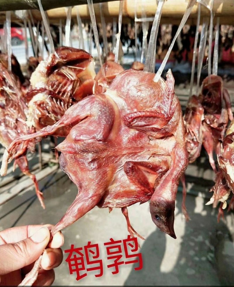 鹌鹑