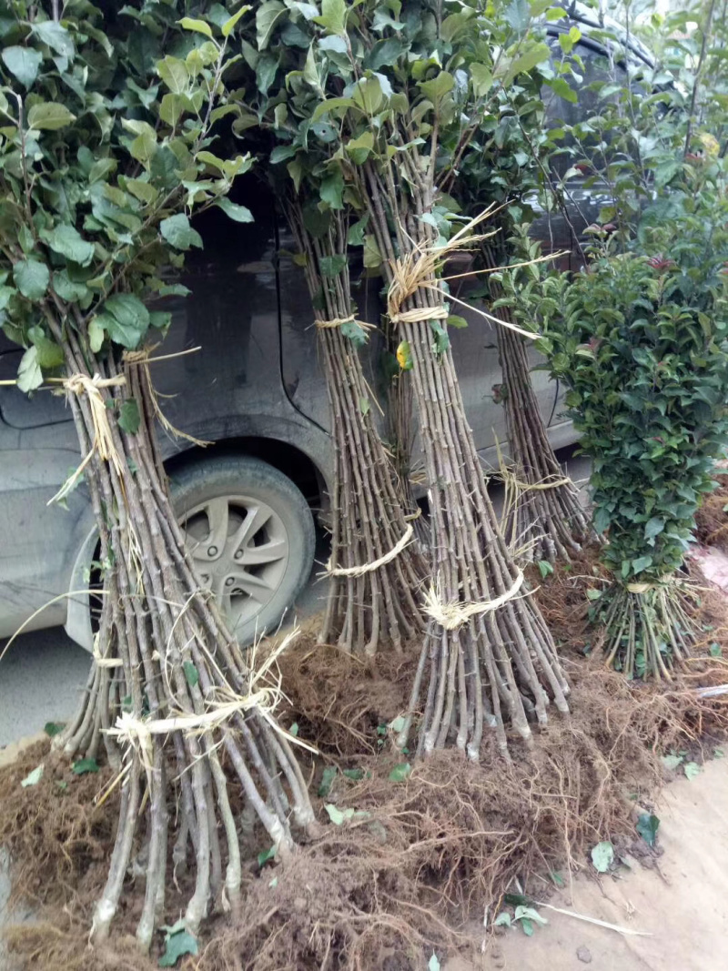新品种鲁丽苹果苗，红露苹果苗现挖苗现发货，死苗补发，