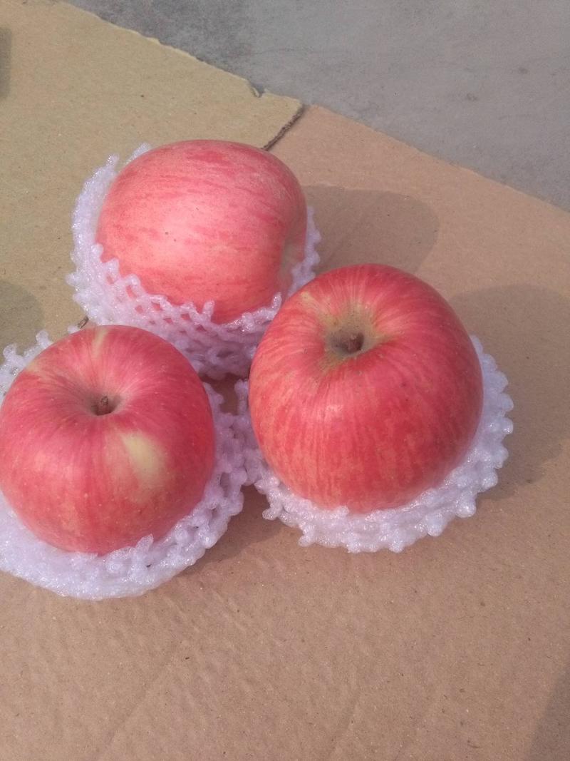 陕西红富士苹果陕西苹果纸袋红富士苹果高端【资深商家】