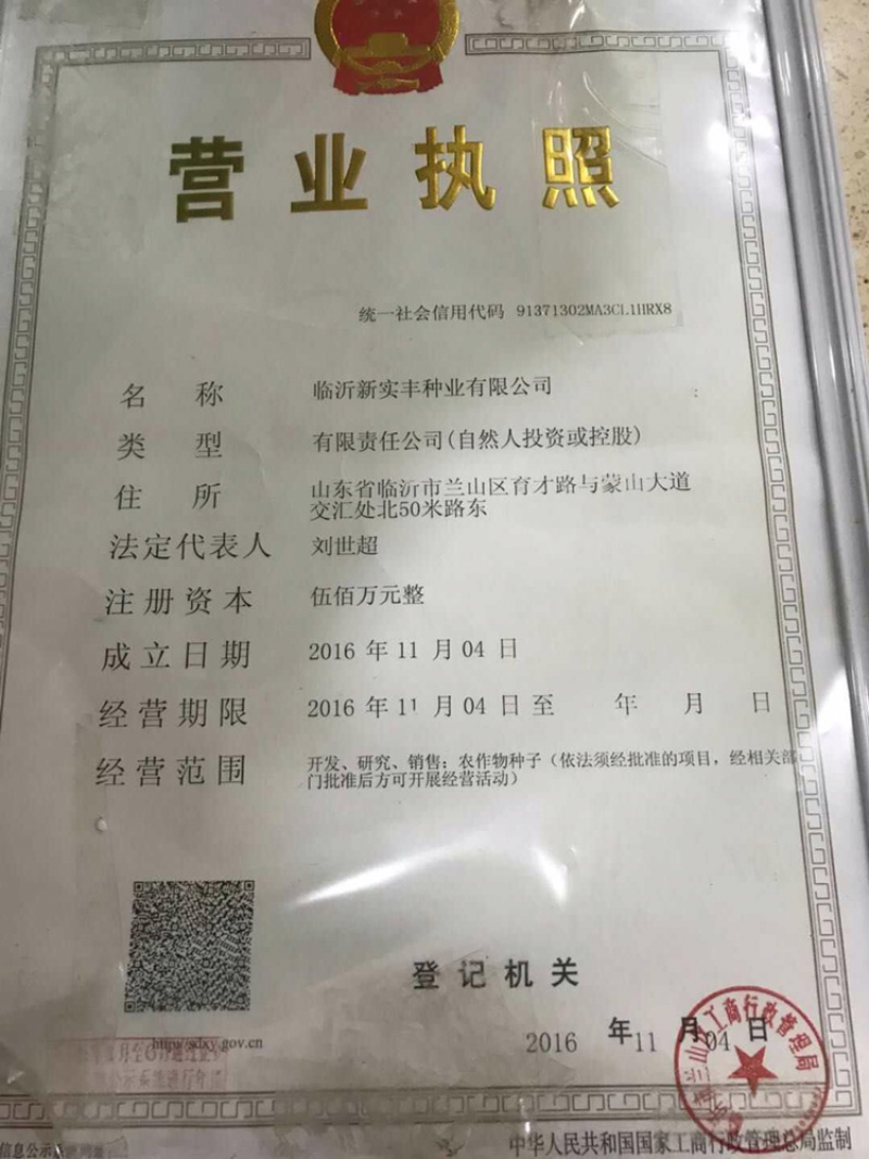 博洋61甜瓜种子批发，806甜瓜种子