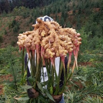 小黄姜本地小黄姜连山小黄姜