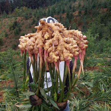 小黄姜本地小黄姜连山小黄姜