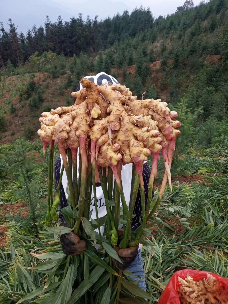 小黄姜本地小黄姜连山小黄姜
