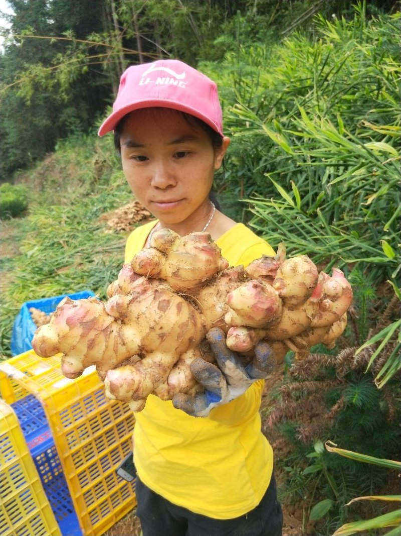 大肉姜生姜姜种本地姜姜头姜种