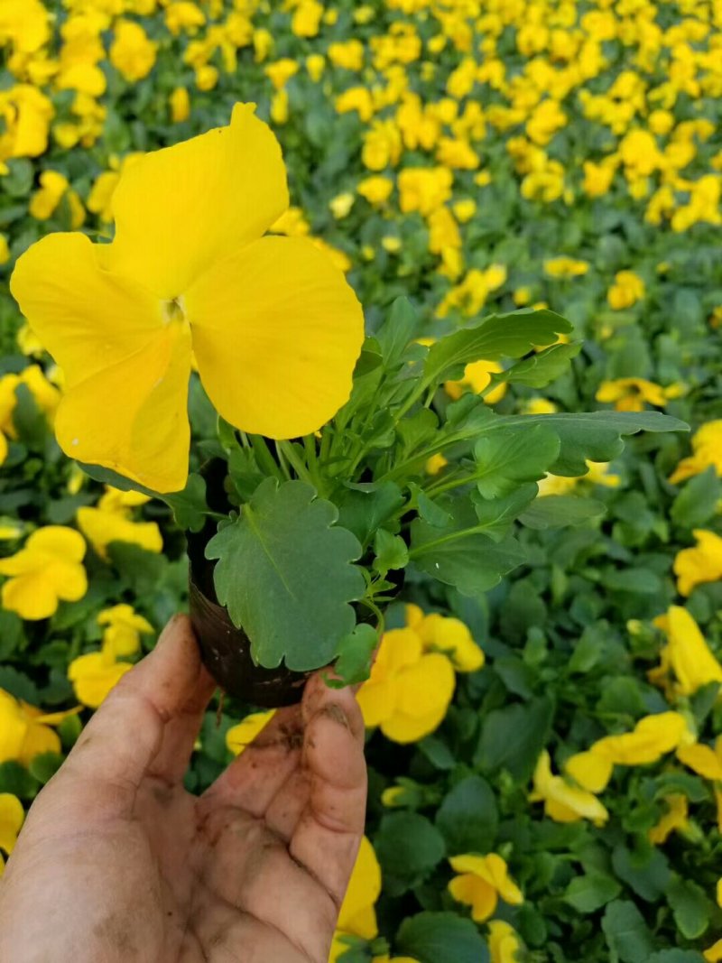三色堇抗冷耐寒冬季组摆基地直销量大优惠