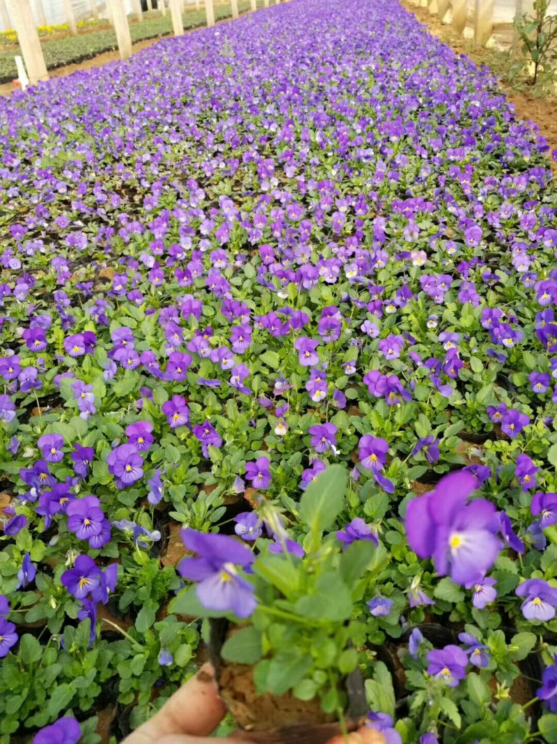 三色堇抗冷耐寒冬季组摆基地直销量大优惠