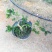 雀舌黄杨小盆景150包邮（不含西北六省）