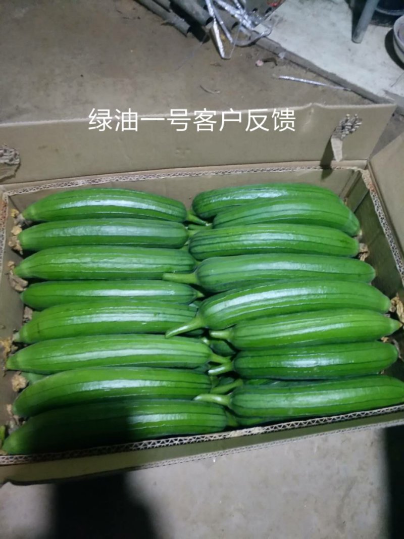 绿油一号油皮丝瓜种籽原装发货支持线上交易