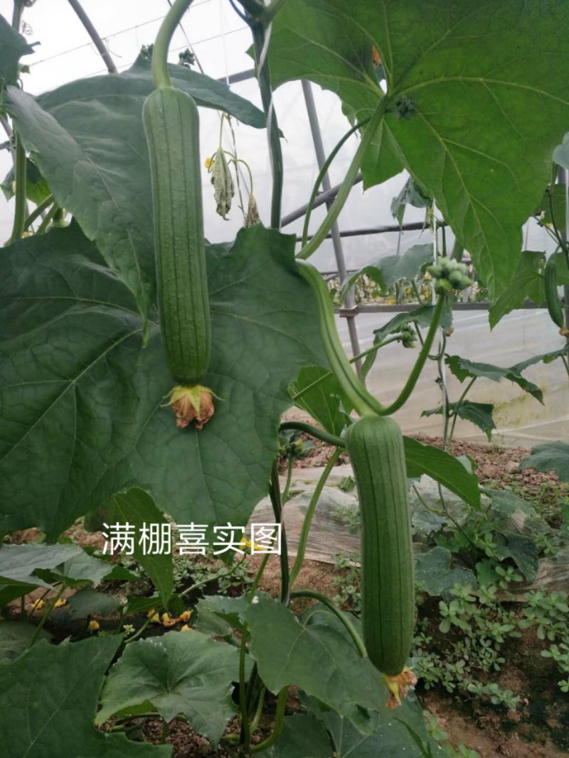 满棚喜帮达清香短帮油皮丝瓜种籽10克袋装支持线上交易