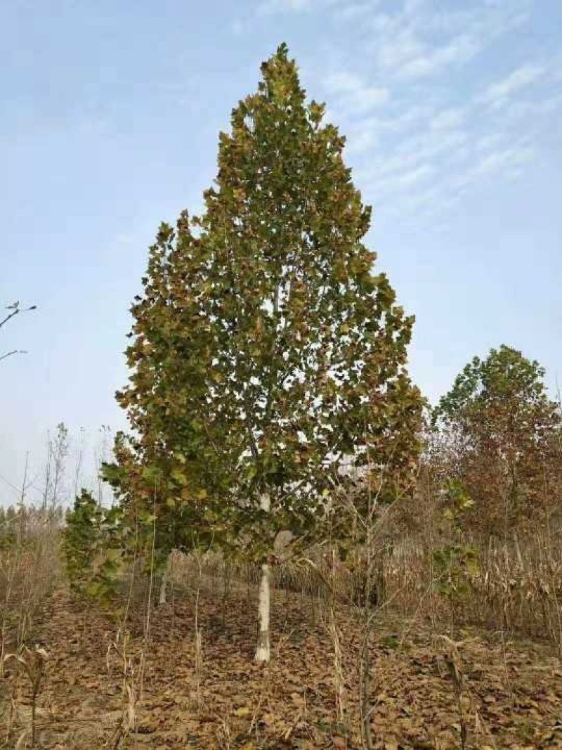 基地供应原生冠法桐5-30公分定杆发茂杆直冠幅好
