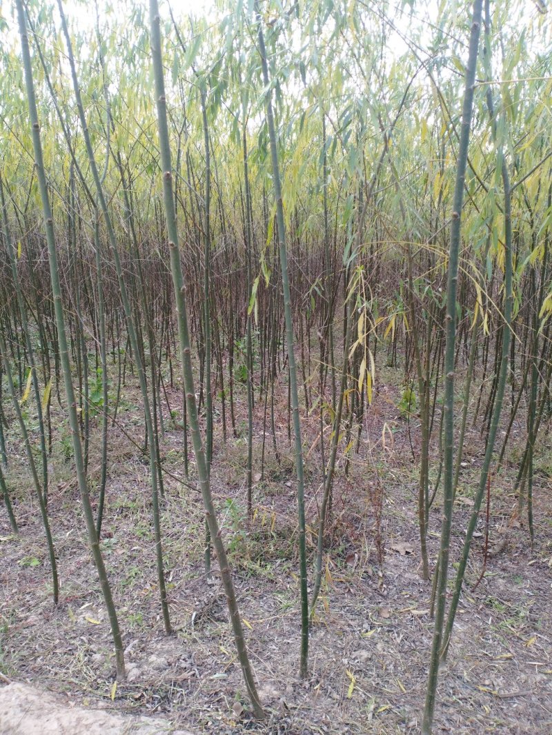 【垂柳苗】垂柳苗当年垂柳小苗青皮垂柳小苗竹柳当年小苗柳树