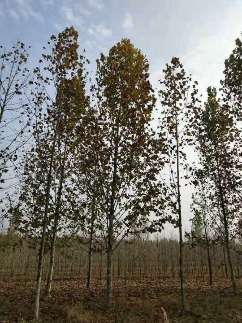 基地供应原生冠法桐5-30公分定杆发茂杆直冠幅好