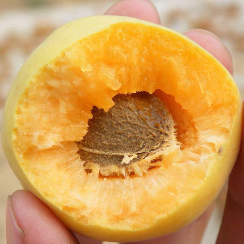 新品种荷兰巨蜜王香蜜杏树苗嫁接苗当年结果苗