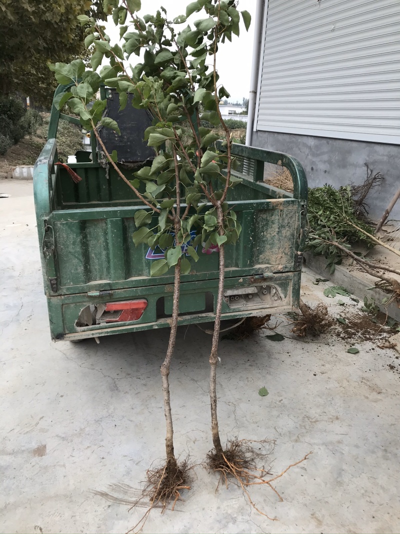 新品种荷兰巨蜜王香蜜杏树苗嫁接苗当年结果苗
