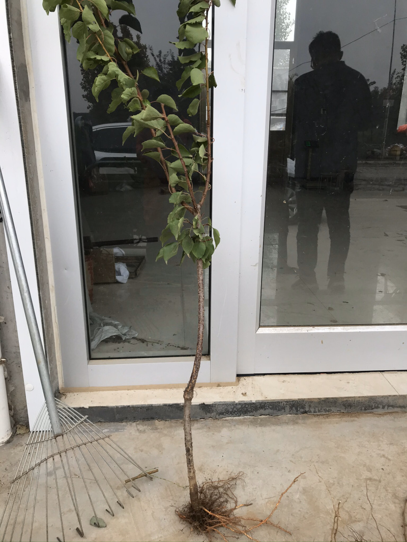 新品种荷兰巨蜜王香蜜杏树苗嫁接苗当年结果苗