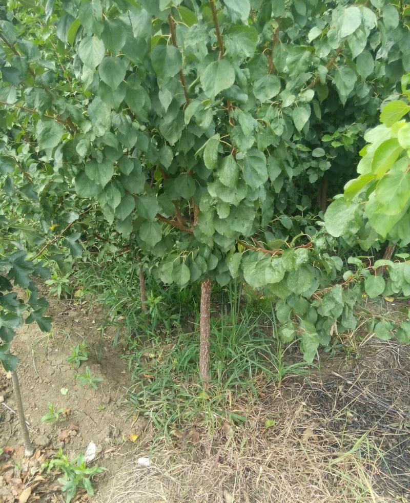 新品种荷兰巨蜜王香蜜杏树苗嫁接苗当年结果苗