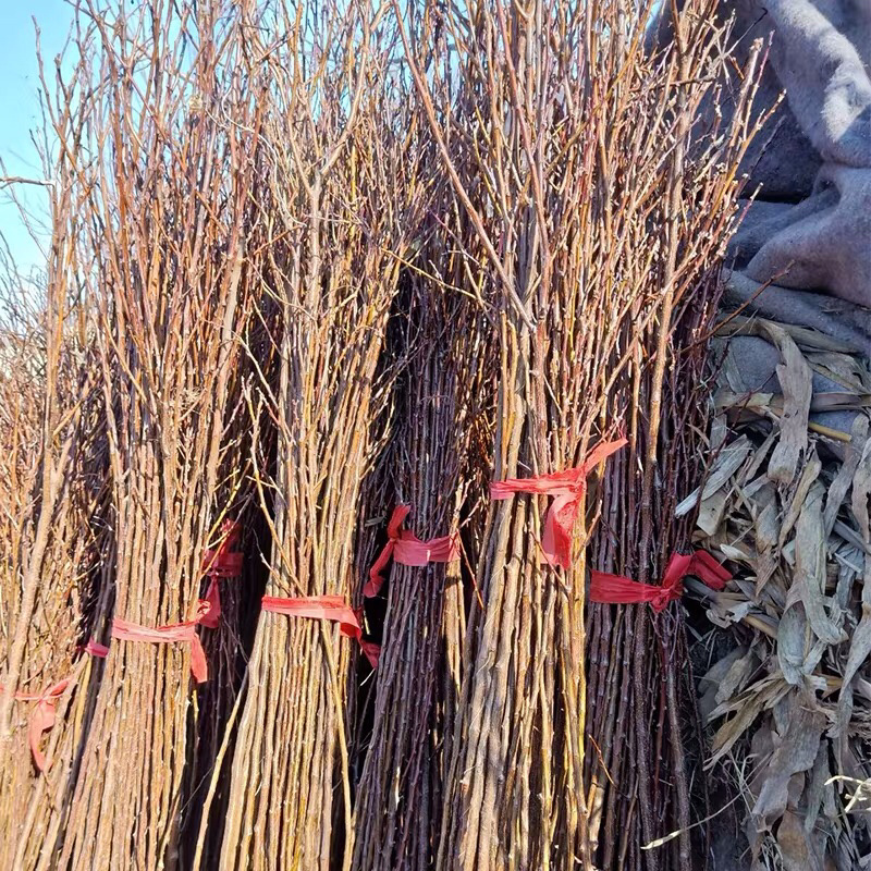 新品种荷兰巨蜜王香蜜杏树苗嫁接苗当年结果苗