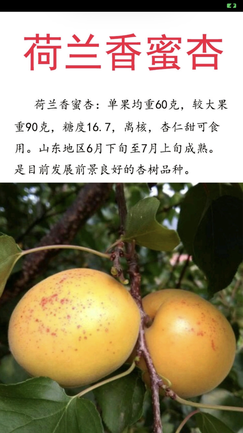 新品种荷兰巨蜜王香蜜杏树苗嫁接苗当年结果苗