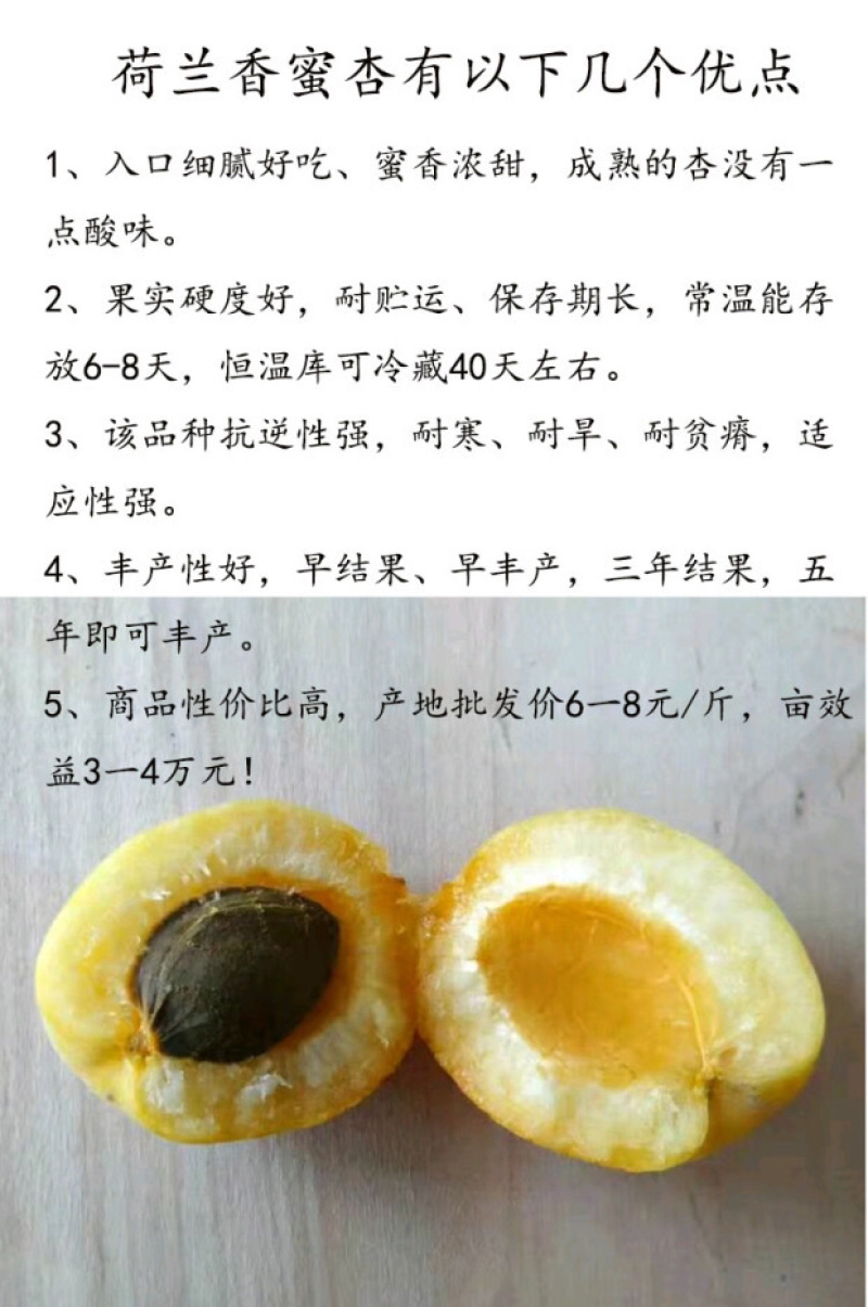 新品种荷兰巨蜜王香蜜杏树苗嫁接苗当年结果苗