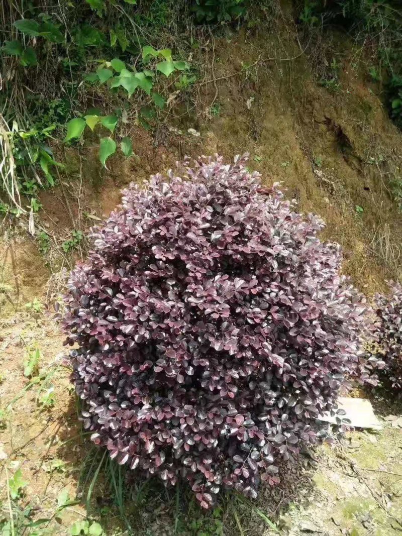 红花继木毛球